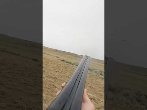 Could This Be My New Favorite Rifle?