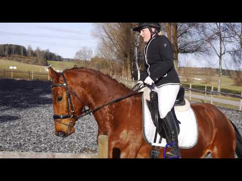 VDT 3te Etappe medium youngsters II