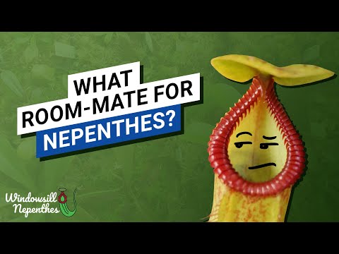 👉  Windowsill nepenthes room-mate - What other carnivorous plants can you grow on a windowsill?