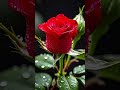 Red Rose Blooming Rose Blooming Nature Shorts