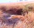 Big Cat Week Tamu S Cub Dies