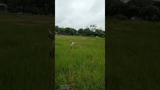 Download lagu Jebak burung cendet di sawah #birds mp3