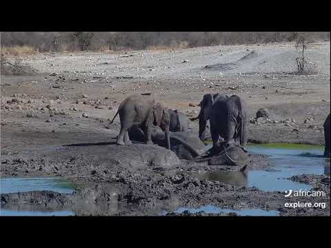 Nothing like A Mud Bath Tau Waterhole Madikwe Game Reserve, South Africa