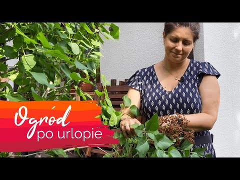 Ogród po urlopie - czyli nie wiem w co mam ręce włożyć ;-)