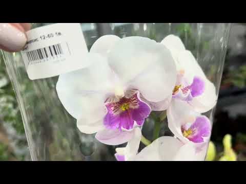 Супер Обзор орхидей ( Одесса садовый центр )