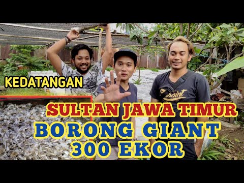 KEDATANGAN SULTAN JAWA TIMUR ! BORONG CUPANG GIANT 300 EKOR