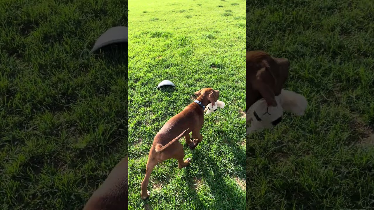 Enlarge Daisy, a Adopted mixed breed in Berthoud, CO video 5/5