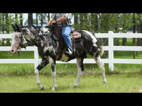 Anglo Arabian colt, second ride.  Age 3.