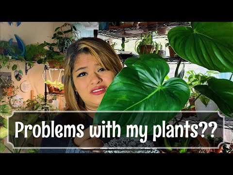 The Ugly Truth of Owning Houseplants | Dealing With Thrips and Dying Plants