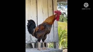 Download lagu Suara Ayam Pelung  Terpanjang dan Termerdu di Dunia mp3
