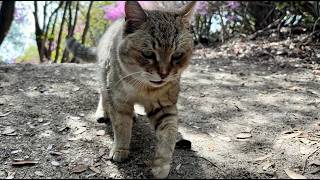 話しかけながら走って来たかわいいおしゃべり猫モナカ
