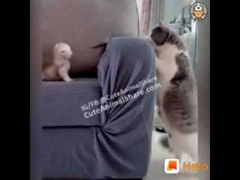 Cat comedy