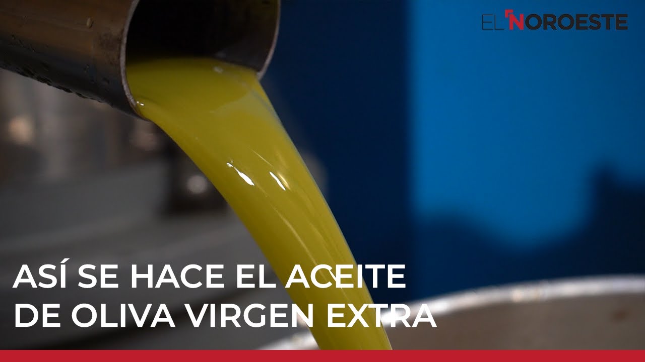 Así elaboran el ACEITE DE OLIVA en una ALMAZARA