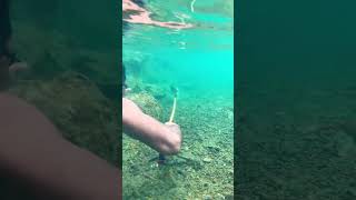 Download lagu Semudah itu? #papua #spearfishing #nature #fishing #jayapura #papuaindonesia #villagelife #fun #nila mp3 Download lagu Semudah itu? #papua #spearfishing #nature #fishing #jayapura #papuaindonesia #villagelife #fun #nila mp3