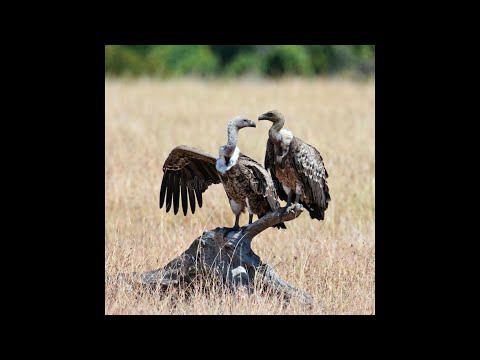 beezyb x sn8ke type beat  - extortion