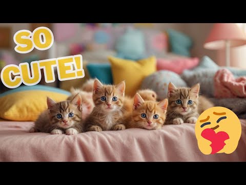 CATS will make you LAUGH YOUR HEAD OFF-3🐈 🐶