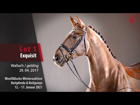 Trainingsvideo Winterauktion Lot 1 Exquisit Wallach v. Ehrenstolz -  Fidermark