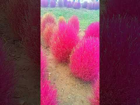 Natural beauty of Incheon, South Korea