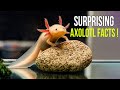 10 Axolotls Facts That Will Surprise You!