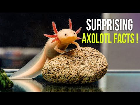 10 Axolotls Facts That Will Surprise You!