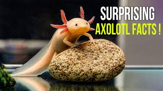 Download lagu 10 Axolotls Facts That Will Surprise You! mp3