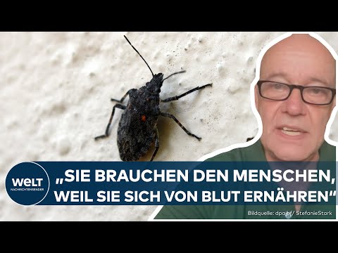 BETTWANZEN: Experte klärt auf - Hygiene ist nicht das einzige Problem | WELT Interview