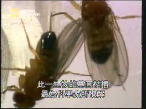 Busboy Insect The Buggery Of Bugs – The Dish