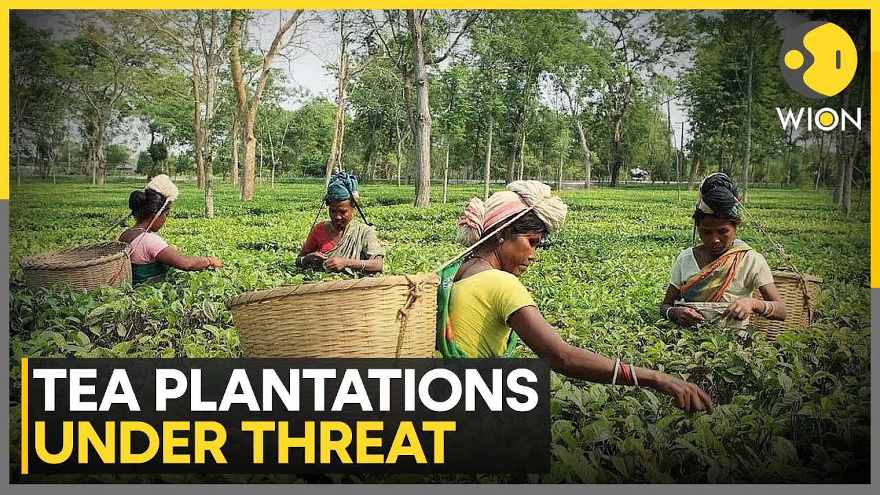 Factors Affecting Nilgiris Tea Plantations | WION News