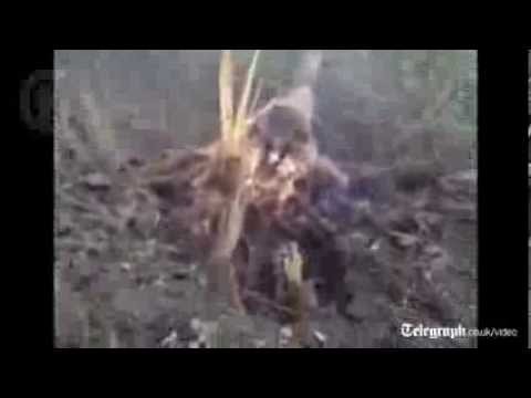 Pavlo Lapshyn blows up trees