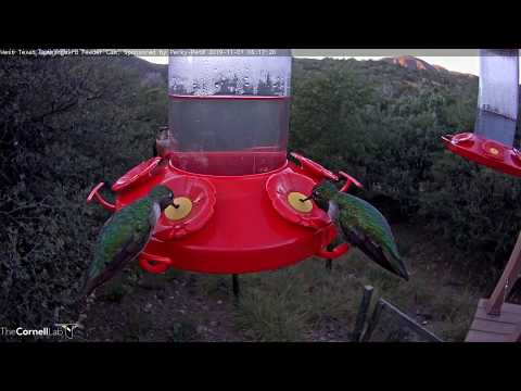 High Hummingbird Activity In The Davis Mountains – Nov. 1, 2019
