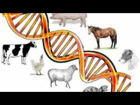 AGB Practical | Quantitative genetics and Genetic parameters | Heritability estimation |Session 4