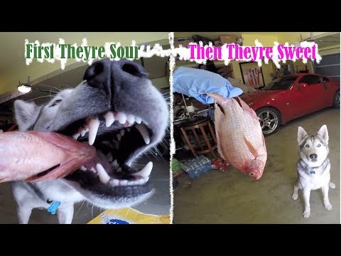 *MUST WATCH* Siberian Husky Eats RAW TILAPIA FISH, Next Livestream!!