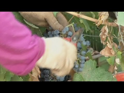 Maroc, DÉVELOPPEMENT DE LA FILIÈRE VIGNE ET VIN