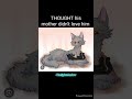 Warrior cats who had the hardest li- Kit-hood #warriorcats #warriorcatsedit #fypシ #Scourgewarriors