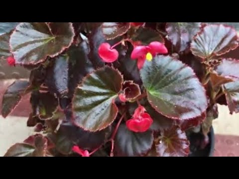 Winter plant Begonia ki summer main care kaise kre❣