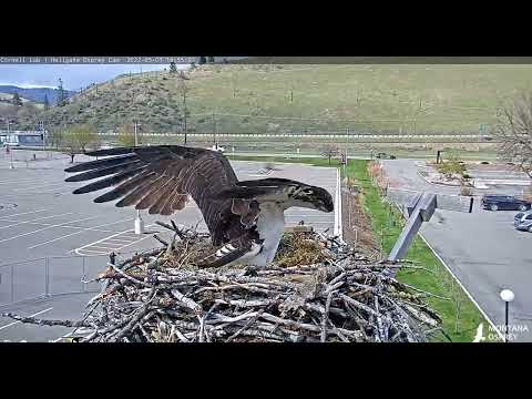 A male  brings a fish to Iris 2022 05 01