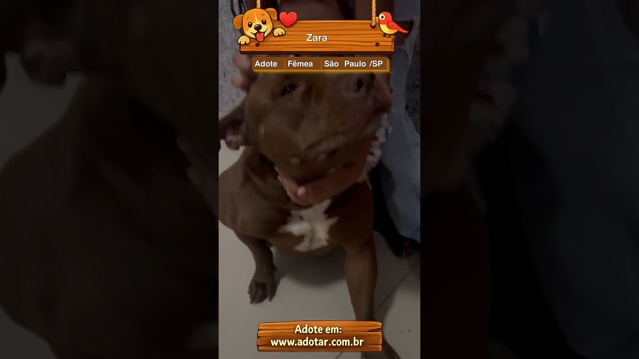 Cachorro raça Pit-Bull idade 4 anos nome Zara