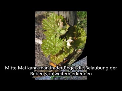 Entwicklung der Weinreben in einem Jahr