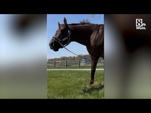 Smarty Jones elected to National Horse Racing Hall of Fame