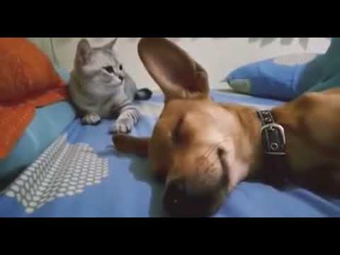 Dog makes Cat angry by farting 🤣🤣 Must watch