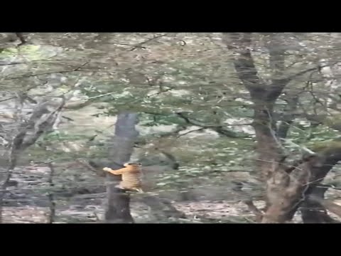 Tiger 🐅 Hunts Leopard 🐆 | Climbing Tree 😱 #shorts #short