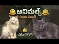 పిల్లలు కామెడీ Cats Comedy Best Voiceover Episode 5