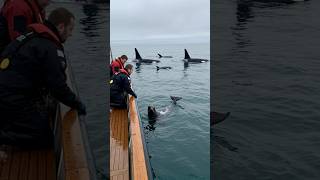 SEAL attacked by ORCAS, asking for HELP #seal #animals #rescueanimals #sealrescue