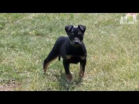 Pet4you.gr: Dogs Australian Kelpie