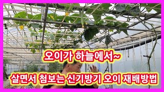 살면서 첨보는 신기방기 오이재배방법 오이가 하늘에서~오이키우기 흰가루병 노균병 오이병충해 여름오이 가시오이 …