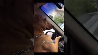 Download lagu Asu and Ichibos want to go to Clara's house but don't know the address, oh my god they're so stup... mp3 Download lagu Asu and Ichibos want to go to Clara's house but don't know the address, oh my god they're so stup... mp3