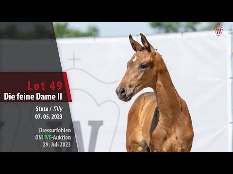 ONLIVE-AUKTION Lot 49 Die feine Dame II Stute v. Dynamic Dream -   Bretton Woods