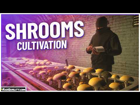 Shrooms Cultivation