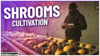Shrooms Cultivation video 1
