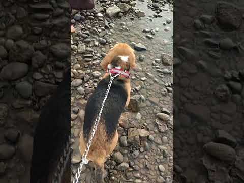 Max Enjoying Daman Devka Beach With PJ